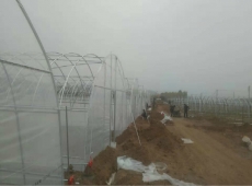 安徽南航羊肚菌种植基地