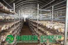 湖北省荆州市食用菌温室大棚公司